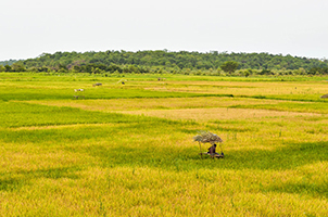 design_an_island-bolama-landscape-menue